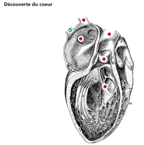 Learning Map d'un coeur avec des points rouges. Ces points représentes des activités Moodle. 
