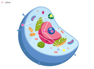 Image d'une cellule avec des points et un chemin qui relie les points entre eux. 